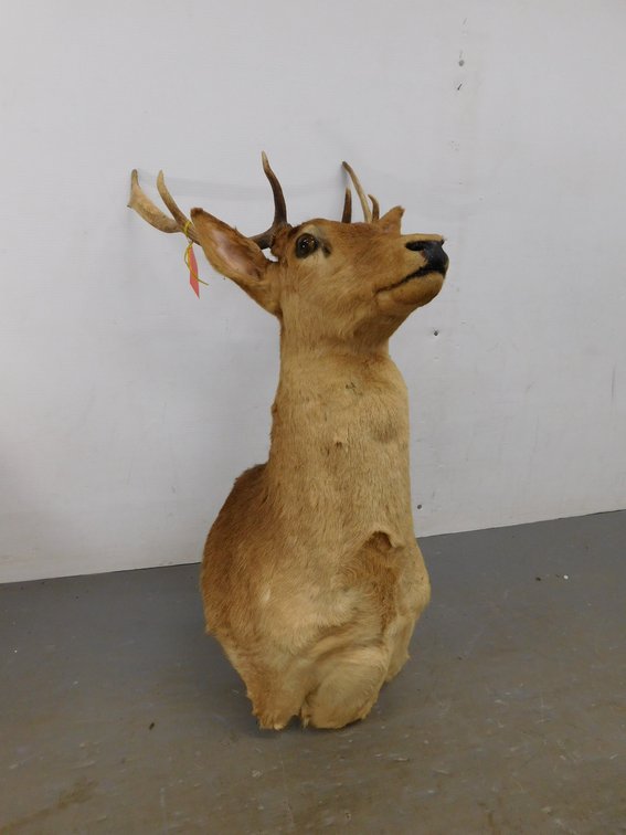 Mounted Fallow Deer 6 Pt