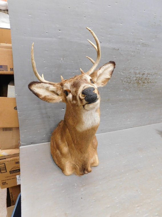 Mounted 8Pt Whitetail Deer