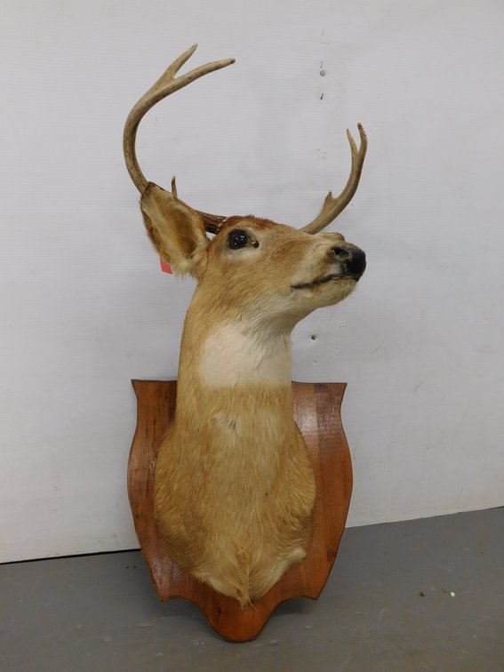 Mounted 8 Point Whitetail Deer
