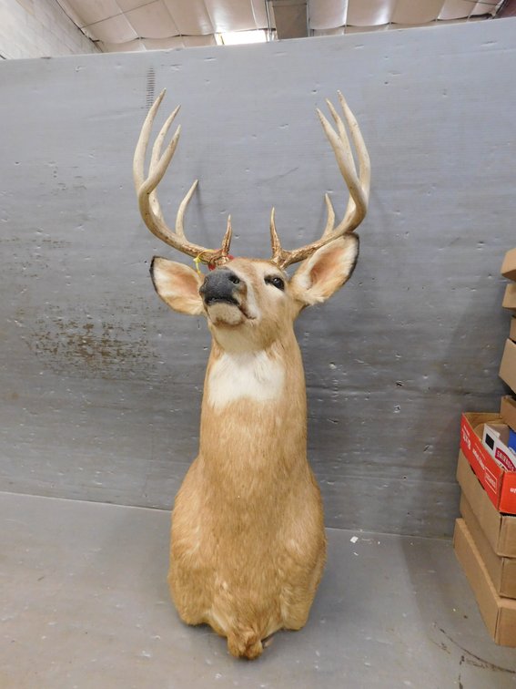 Mounted 10 Point Whitetail Deer
