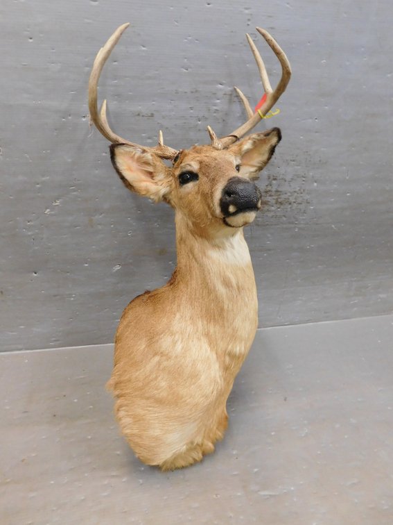 Mounted 8 Point Whitetail Deer