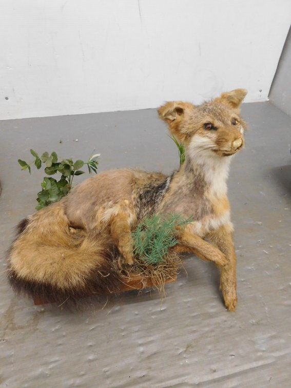 Full Body Grey Fox  Taxidermy