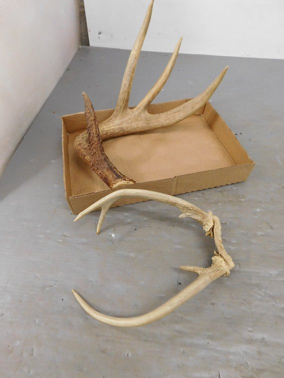 Antlers