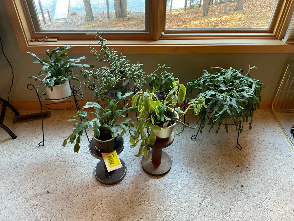 Miscellaneous plants and stands
