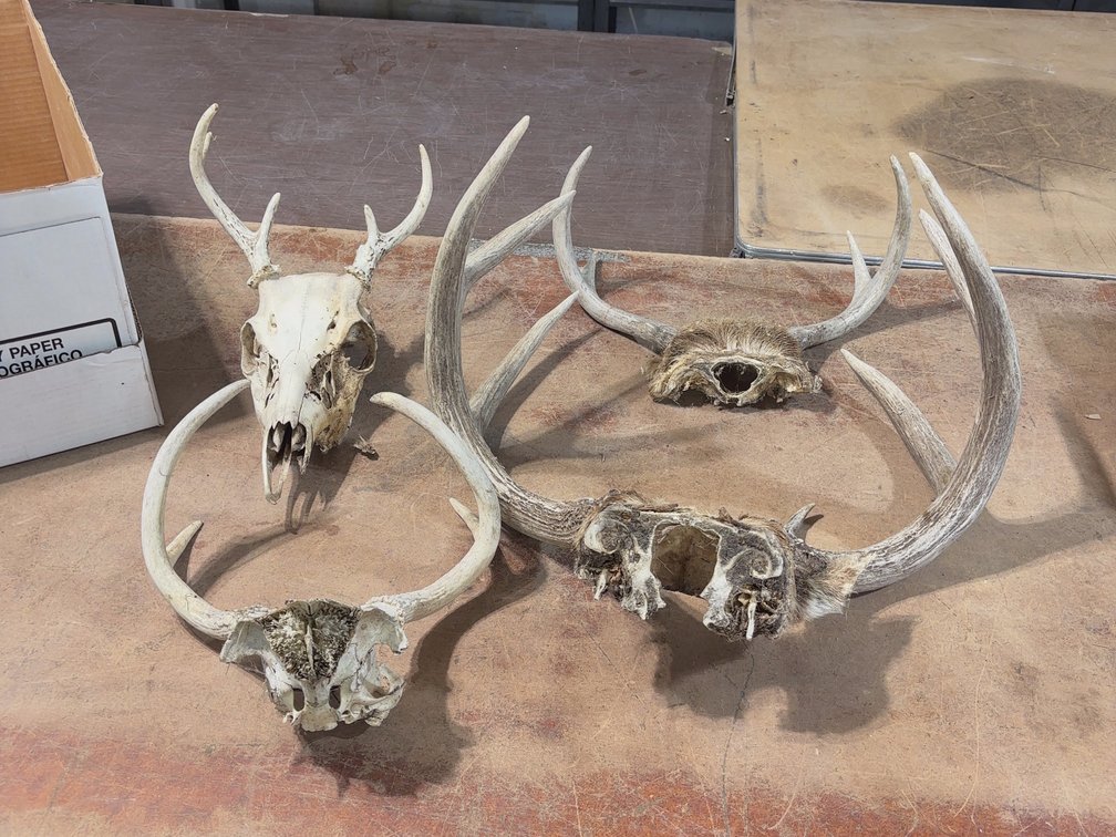 DEER SKULLS AND ANTLERS