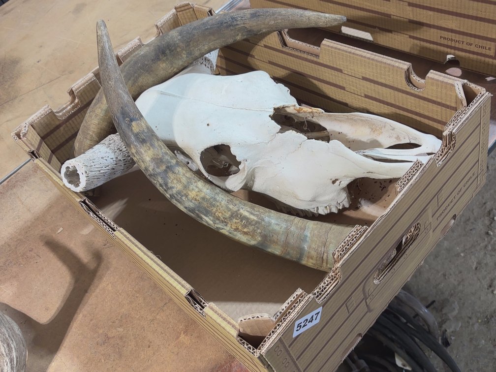 LONG HORN SKULL