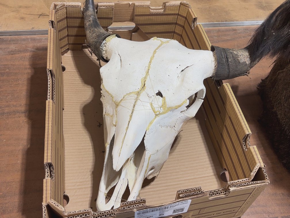 LONG HORN SKULL
