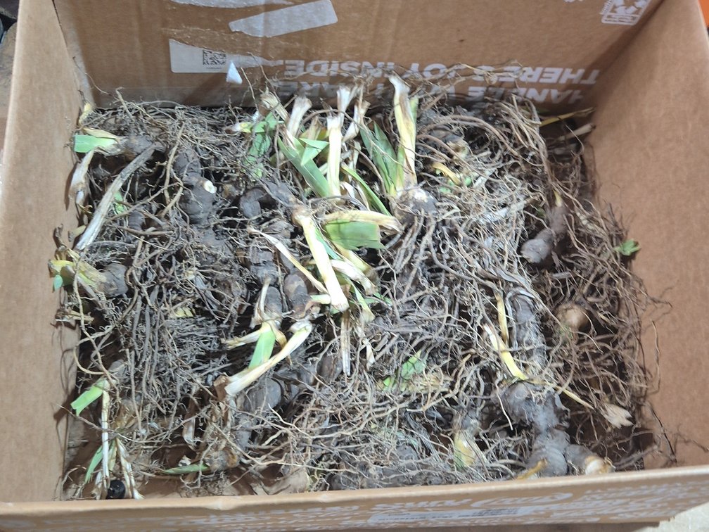 50 BLUE IRIS ROOTS