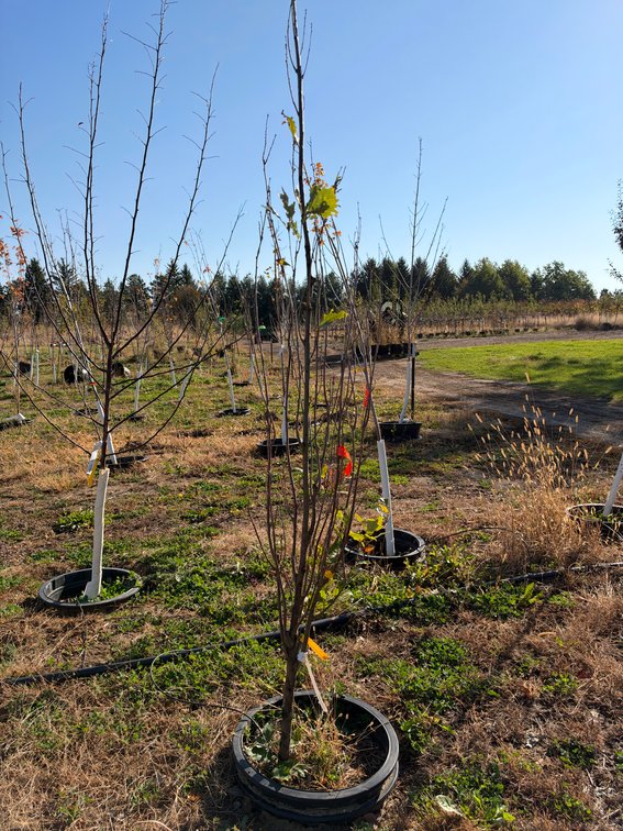 8' KINDRED SPIRIT OAK TREE