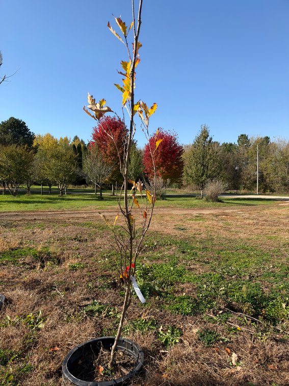 8' KINDRED SPIRIT OAK TREE