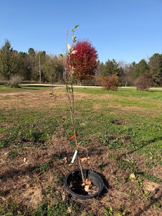 6' KINDRED SPIRIT OAK TREE