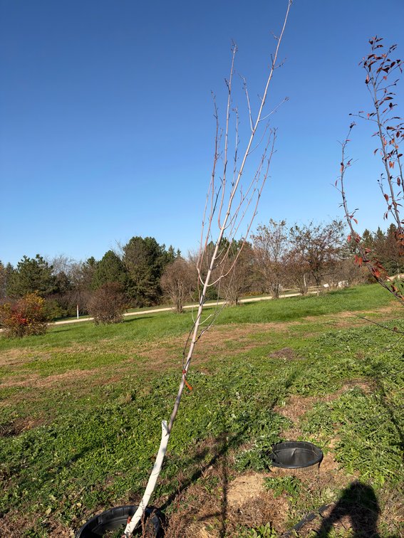 12' CELEBRATION HYBRID MAPLE TREE