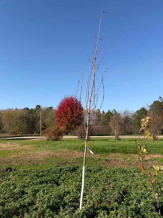 12' SIENNA GLEN HYBRID MAPLE TREE