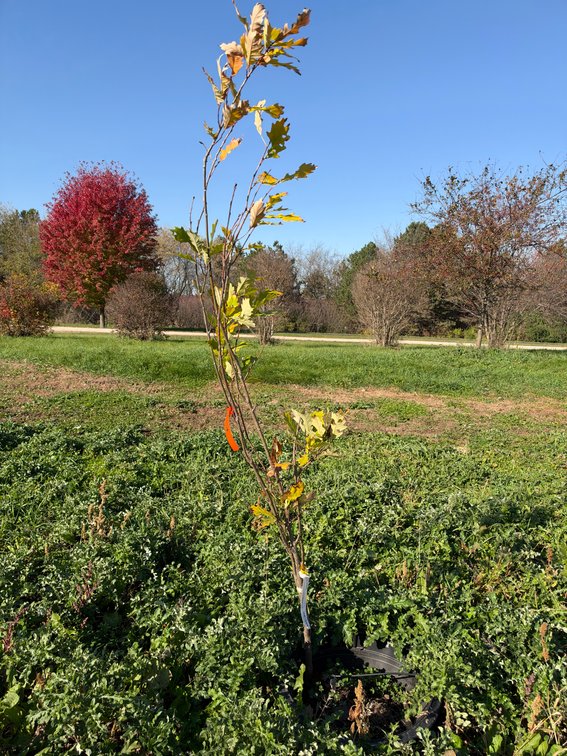 4' KINDRED SPIRIT OAK TREE