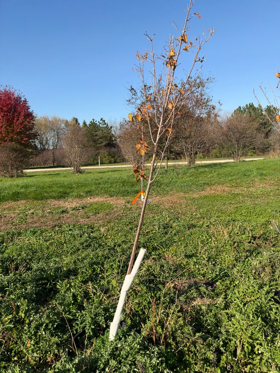 7' IVORY SILK JAPANESE LILAC TREE