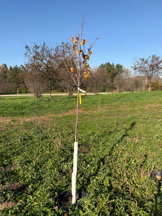 7' IVORY SILK JAPANESE LILAC TREE