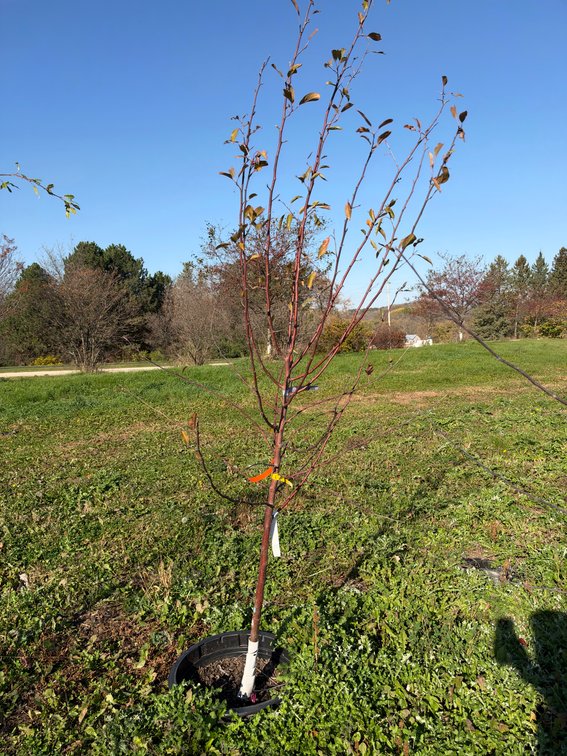 7' PURPLE PRINCE CRABAPPLE TREE