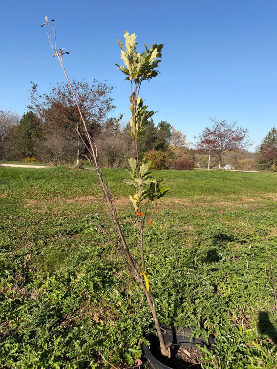 6' KINDRED SPIRIT OAK TREE