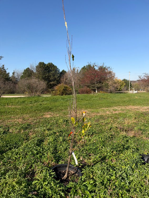 7' KINDRED SPIRIT OAK TREE