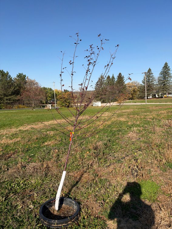7' PROFUSION CRABAPPLE TREE
