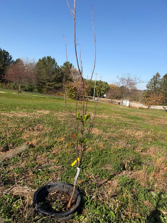 6' KINDRED SPIRIT OAK TREE