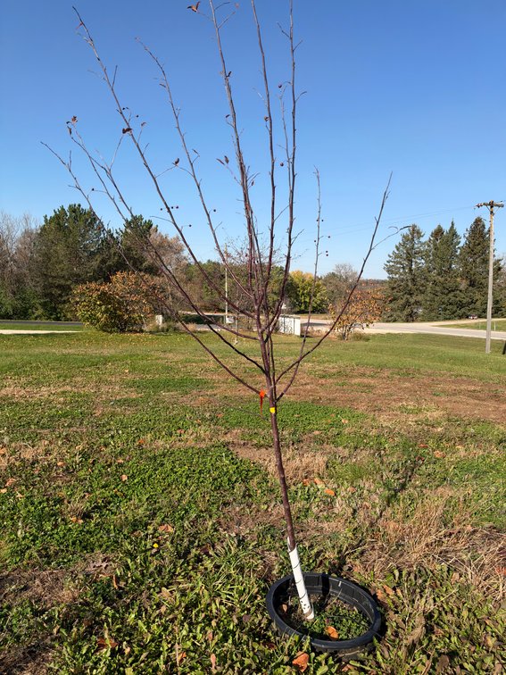 7' PURPLE PRINCE CRABAPPLE TREE