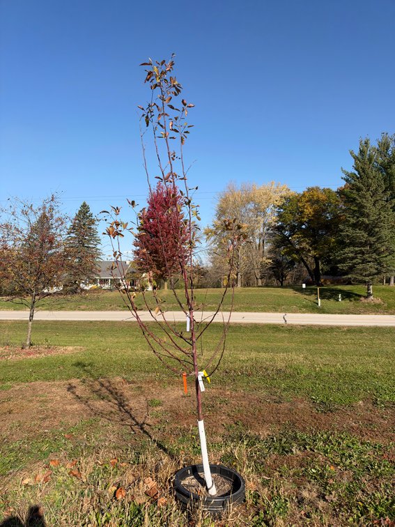 8' PURPLE PRINCE CRABAPPLE TREE