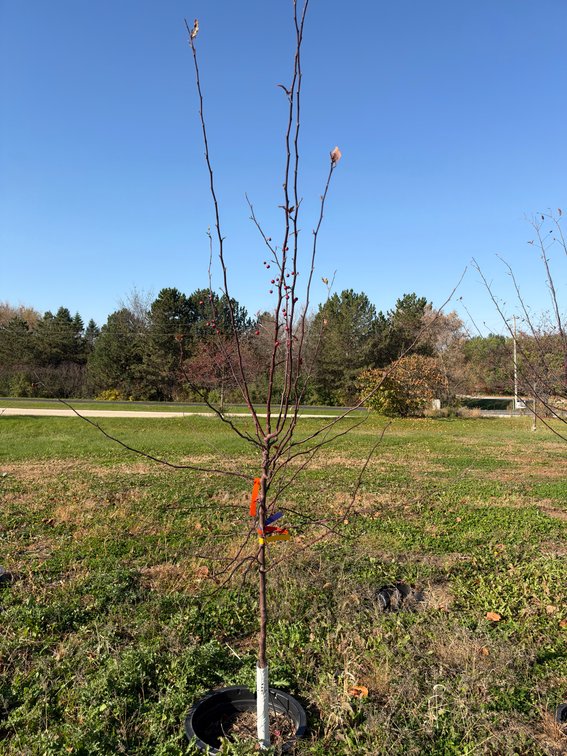 8' PROFUSION CRABAPPLE TREE