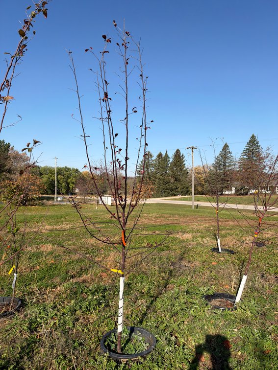 7' PROFUSION CRABAPPLE TREE