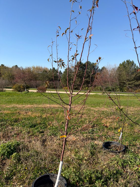 8' PROFUSION CRABAPPLE TREE