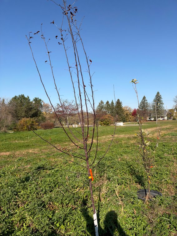 8' PROFUSION CRABAPPLE TREE