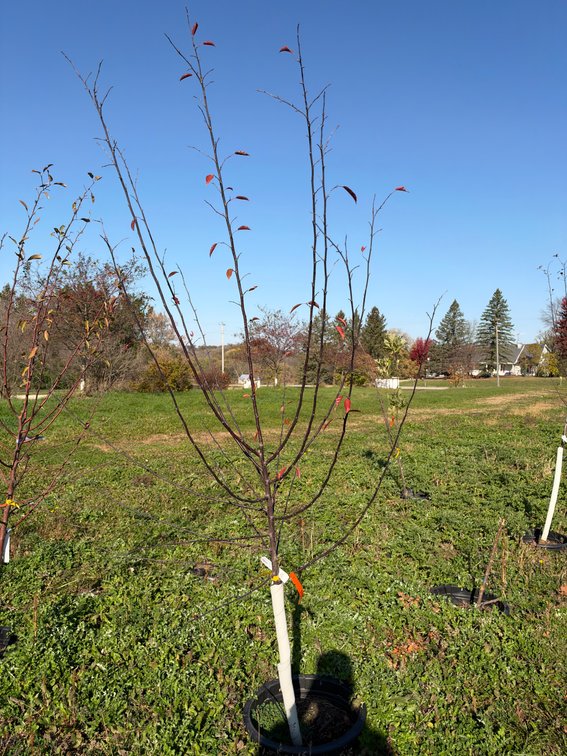 7' ROYAL RAINDROPS CRABAPPLE TREE