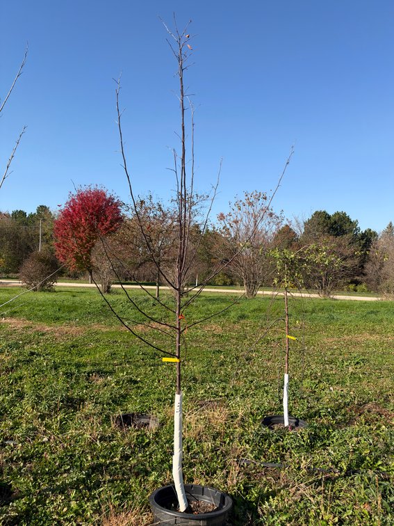 8' ROYAL RAINDROPS CRABAPPLE TREE