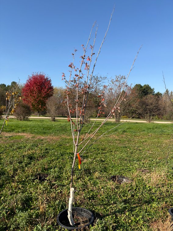 8' BURGUNDY BELLE MAPLE TREE