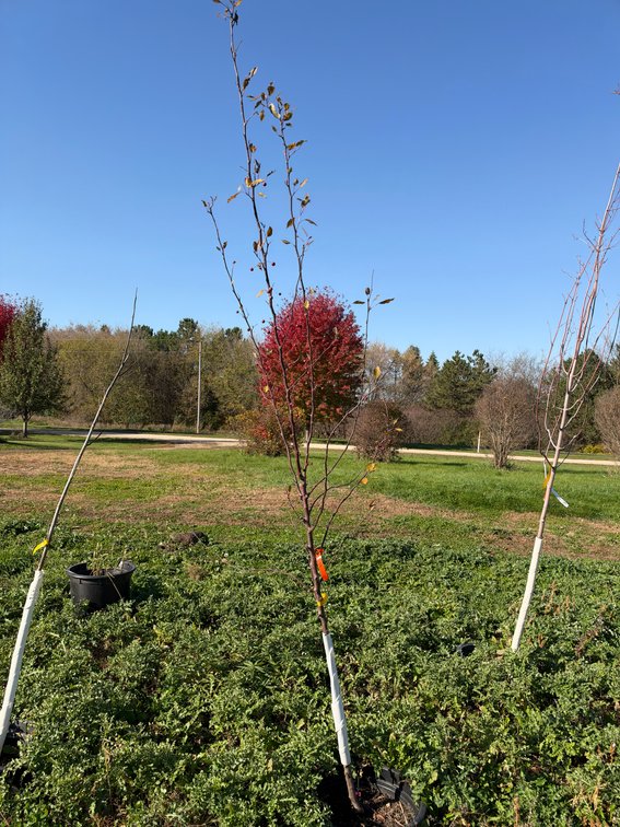 8' PURPLE PRINCE CRABAPPLE TREE