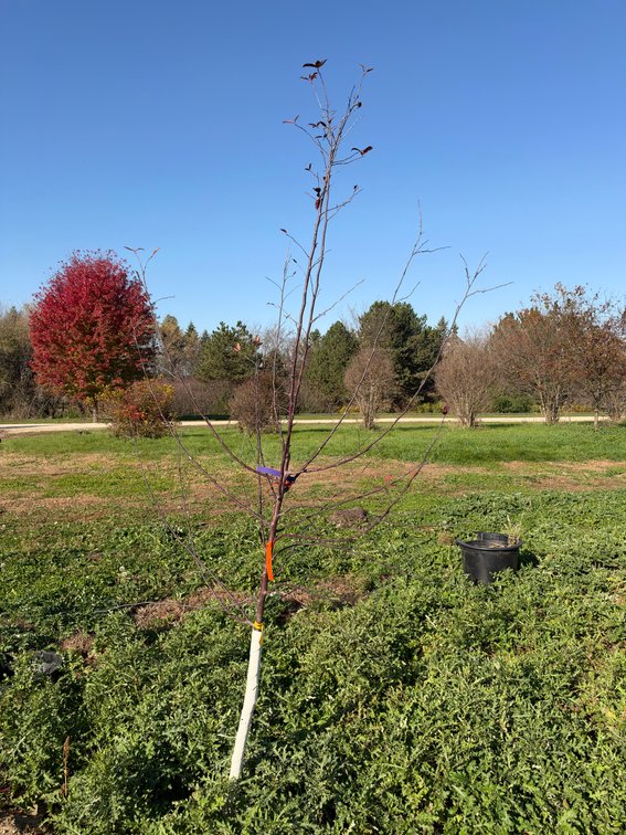 7' ROYAL RAINDROPS CRABAPPLE TREE
