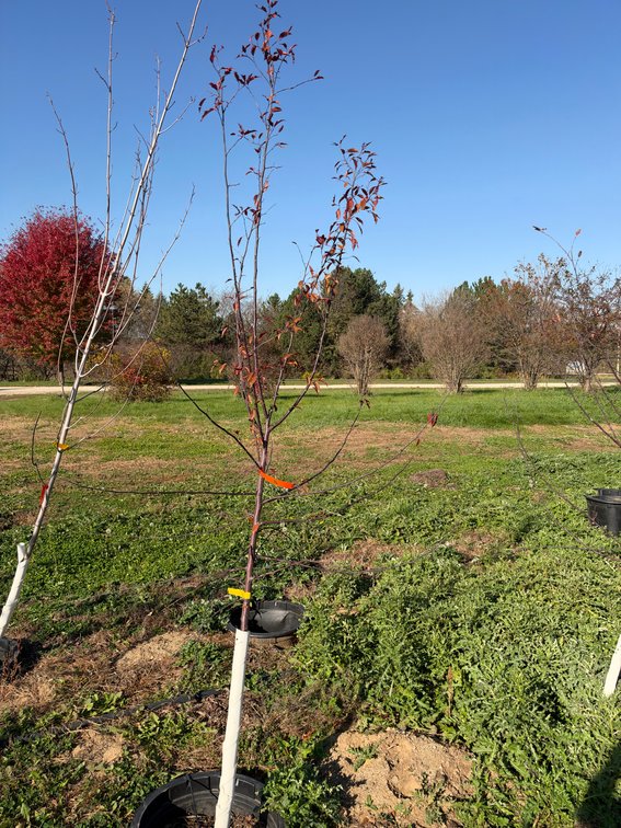 7' ROYAL RAINDROPS CRABAPPLE TREE