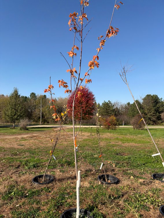 12' AUTUMN BLAZE MAPLE TREE