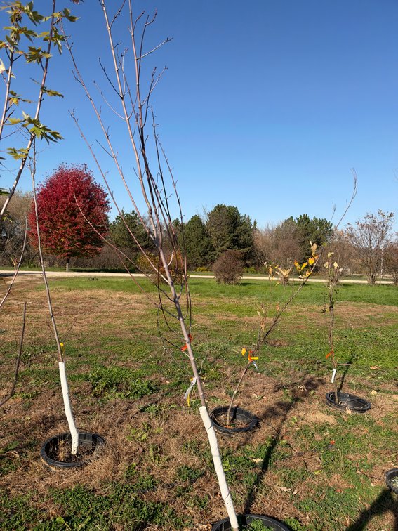 12' SIENNA GLEN MAPLE TREE