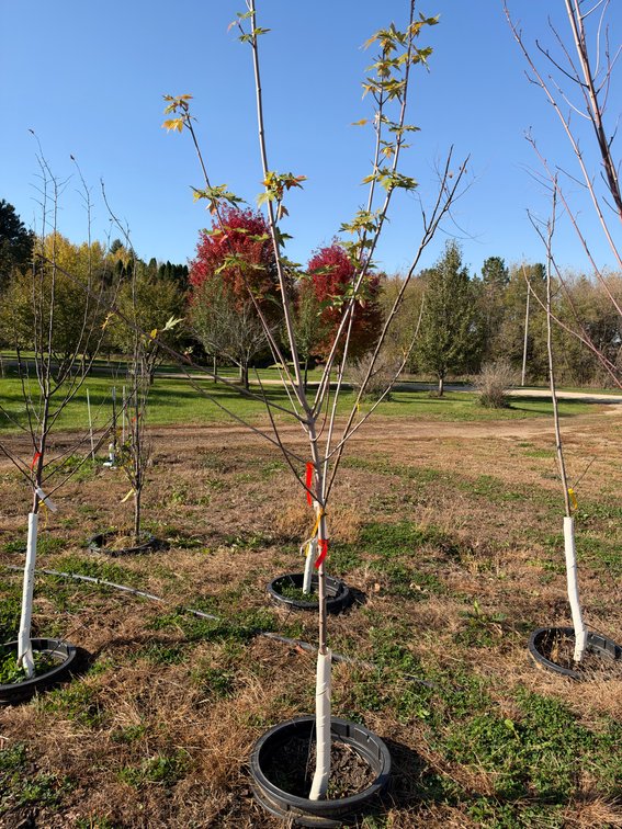 11' CELEBRATION MAPLE TREE