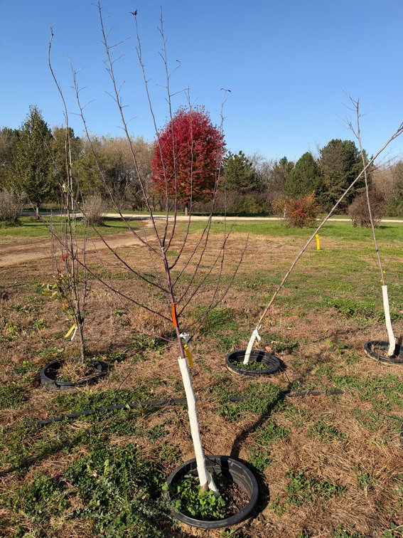 8' ROYAL RAINDROPS CRABAPPLE TREE