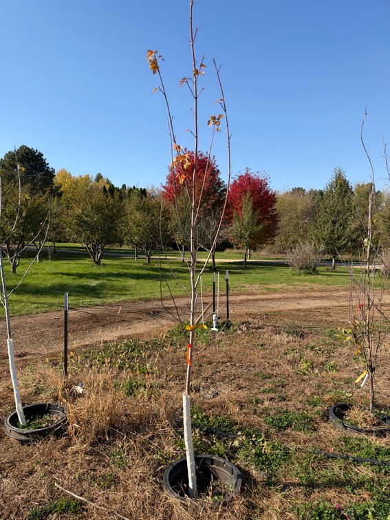 8' AUTUMN BLAZE MAPLE TREE