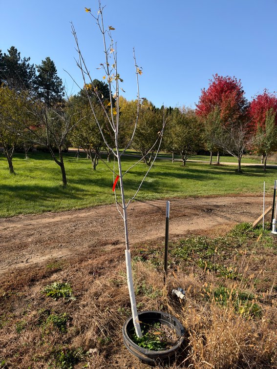 8' SIENNA GLEN MAPLE TREE