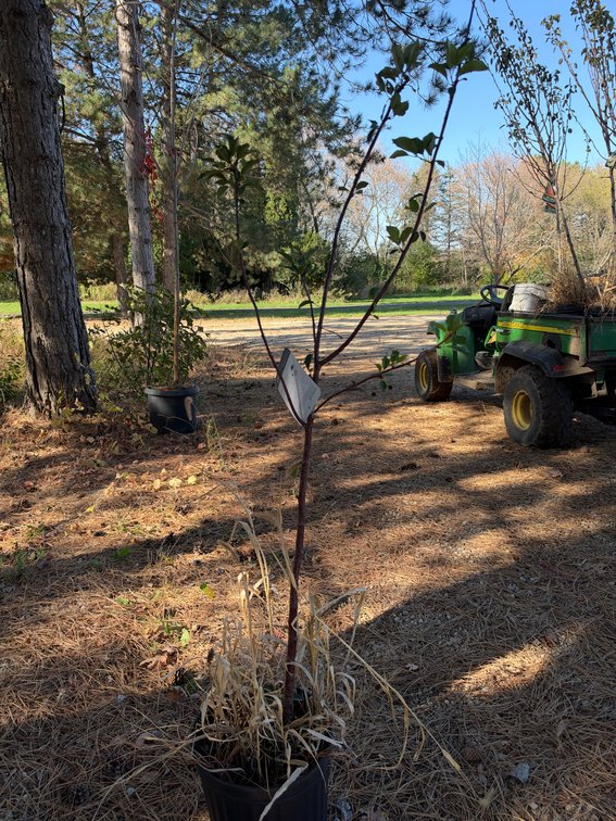 4' METEOR CHERRY TREE