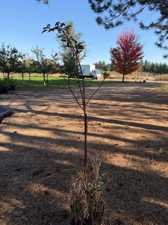 4' METEOR CHERRY TREE