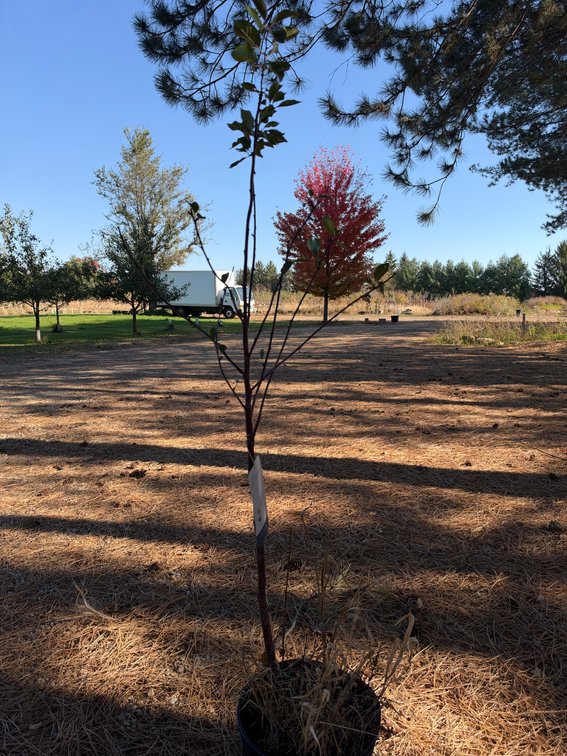 4' METEOR CHERRY TREE