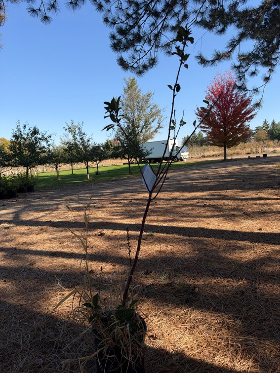 4' EVANS BALI CHERRY TREE