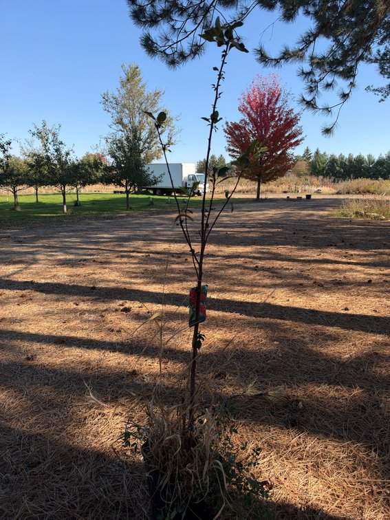 4' EVANS BALI CHERRY TREE