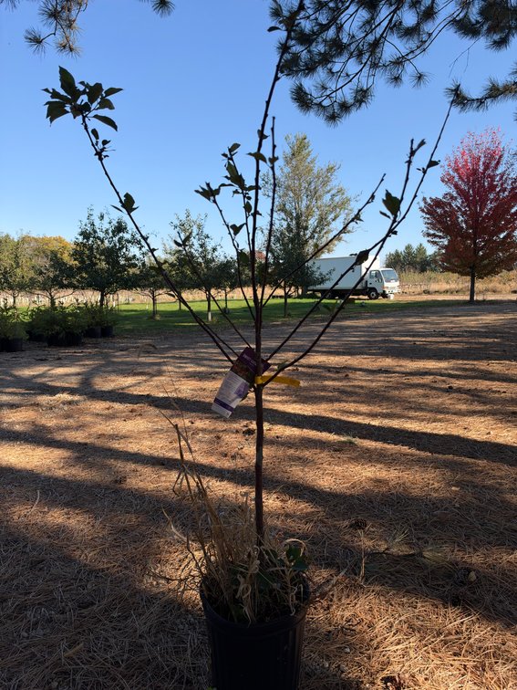 4' SWEET CHERRY PIE TREE