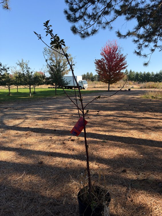 4' SWEET CHERRY PIE TREE